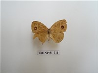 藏品(稻眉眼蝶)的圖片